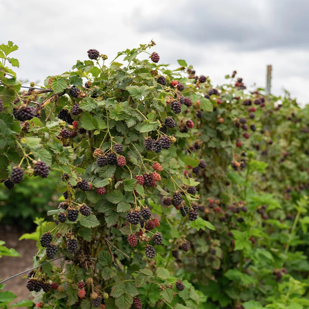 BLACK SATIN BLACKBERRY 1gal