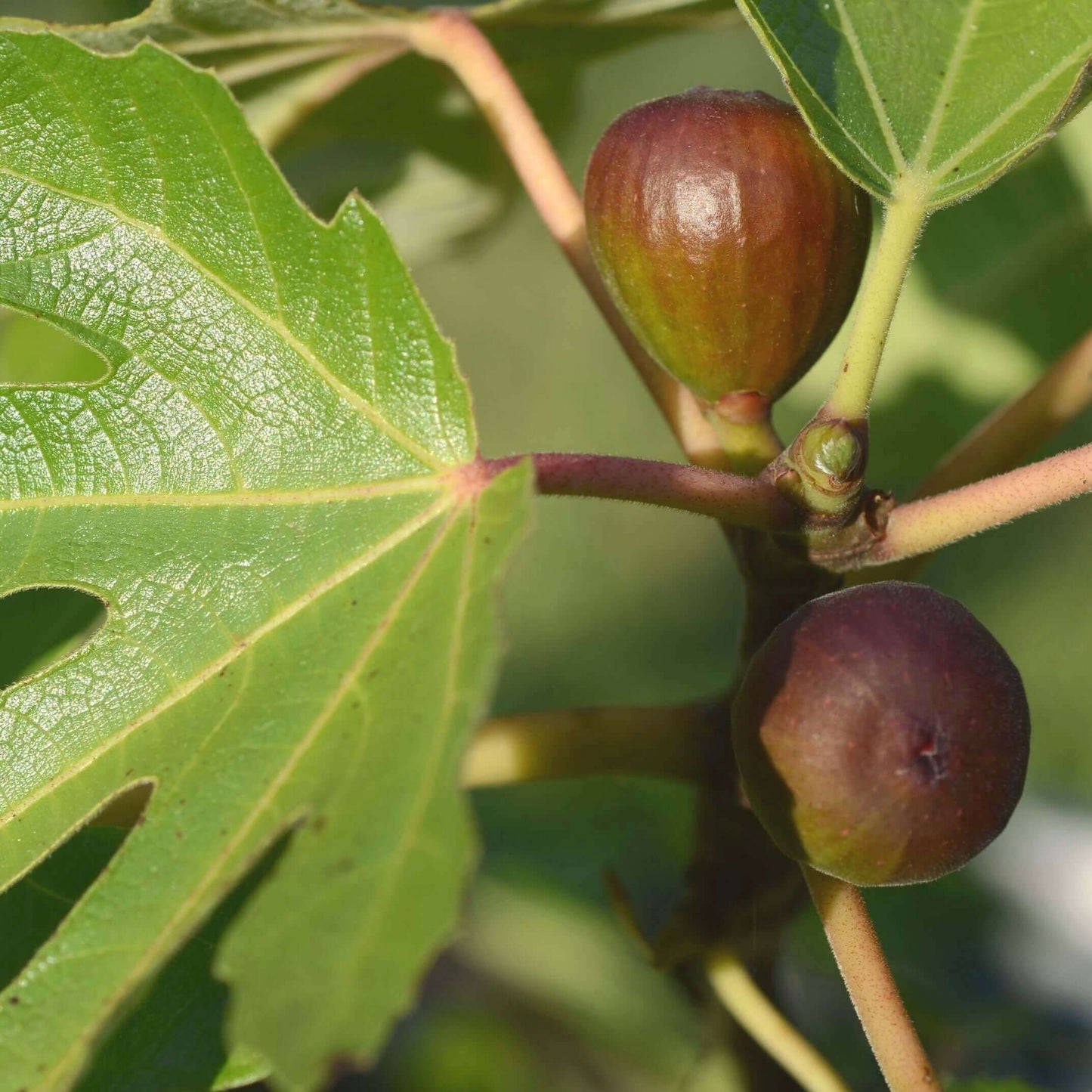 BLACK MISSION FIG 5gal