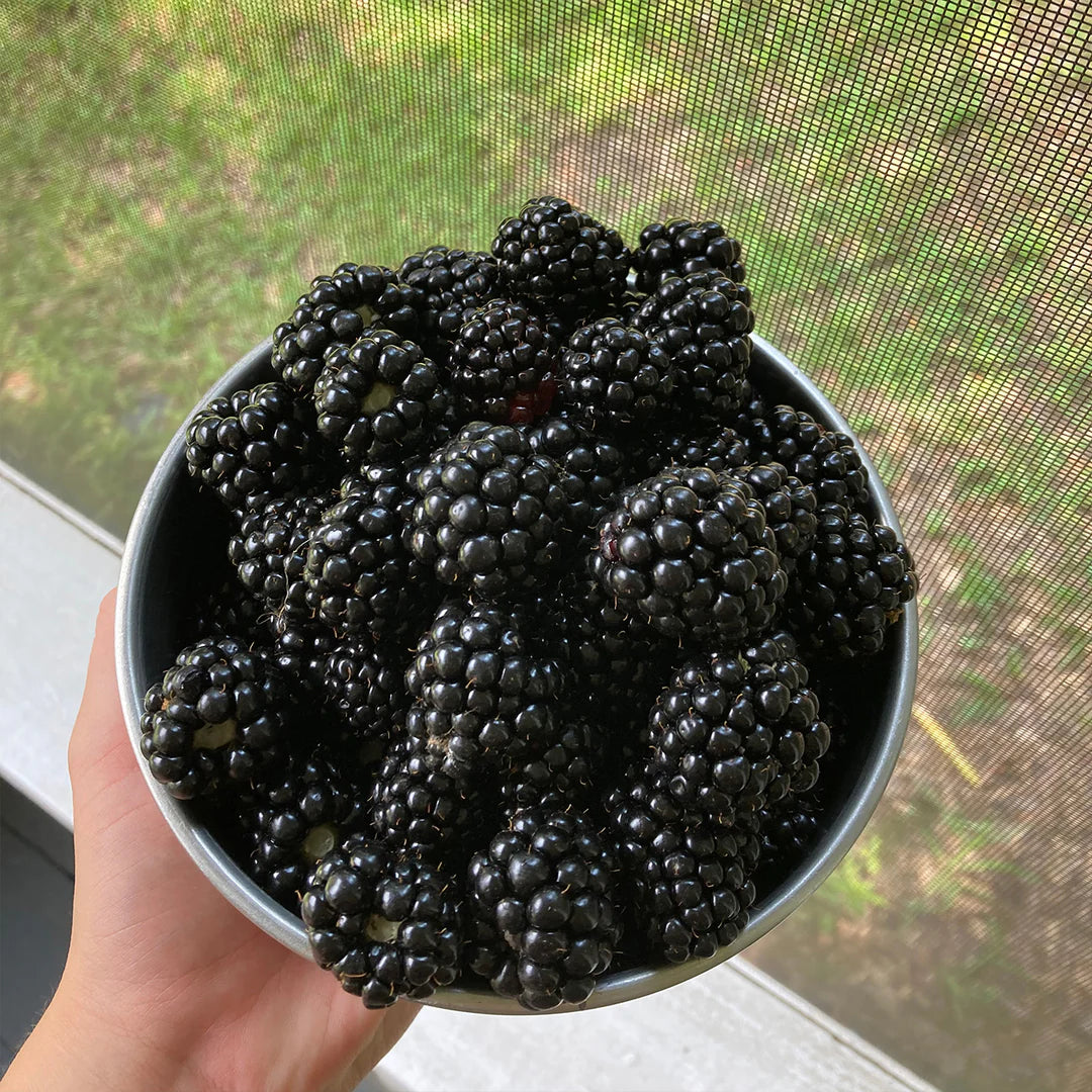 BLACK SATIN BLACKBERRY 1gal
