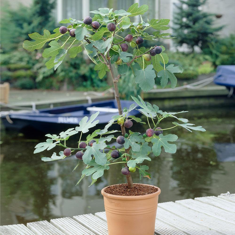 BLACK MISSION FIG 5gal