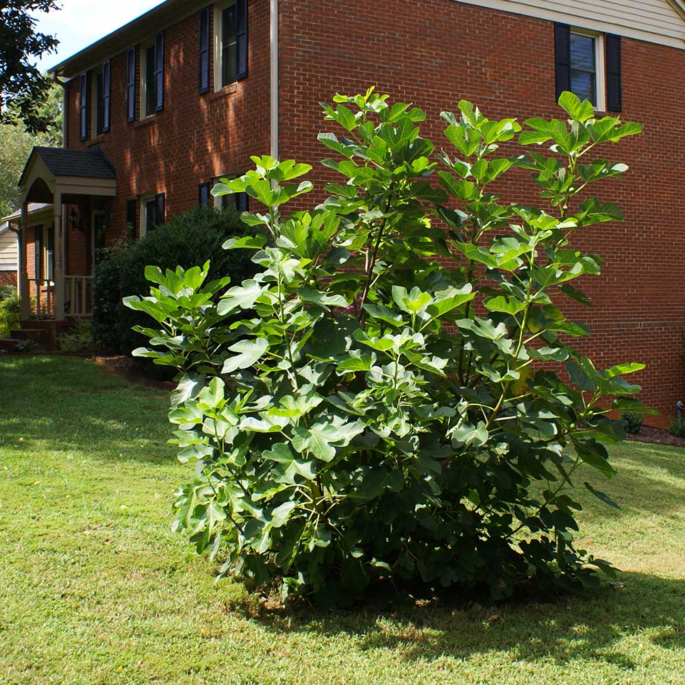 BLACK MISSION FIG 5gal