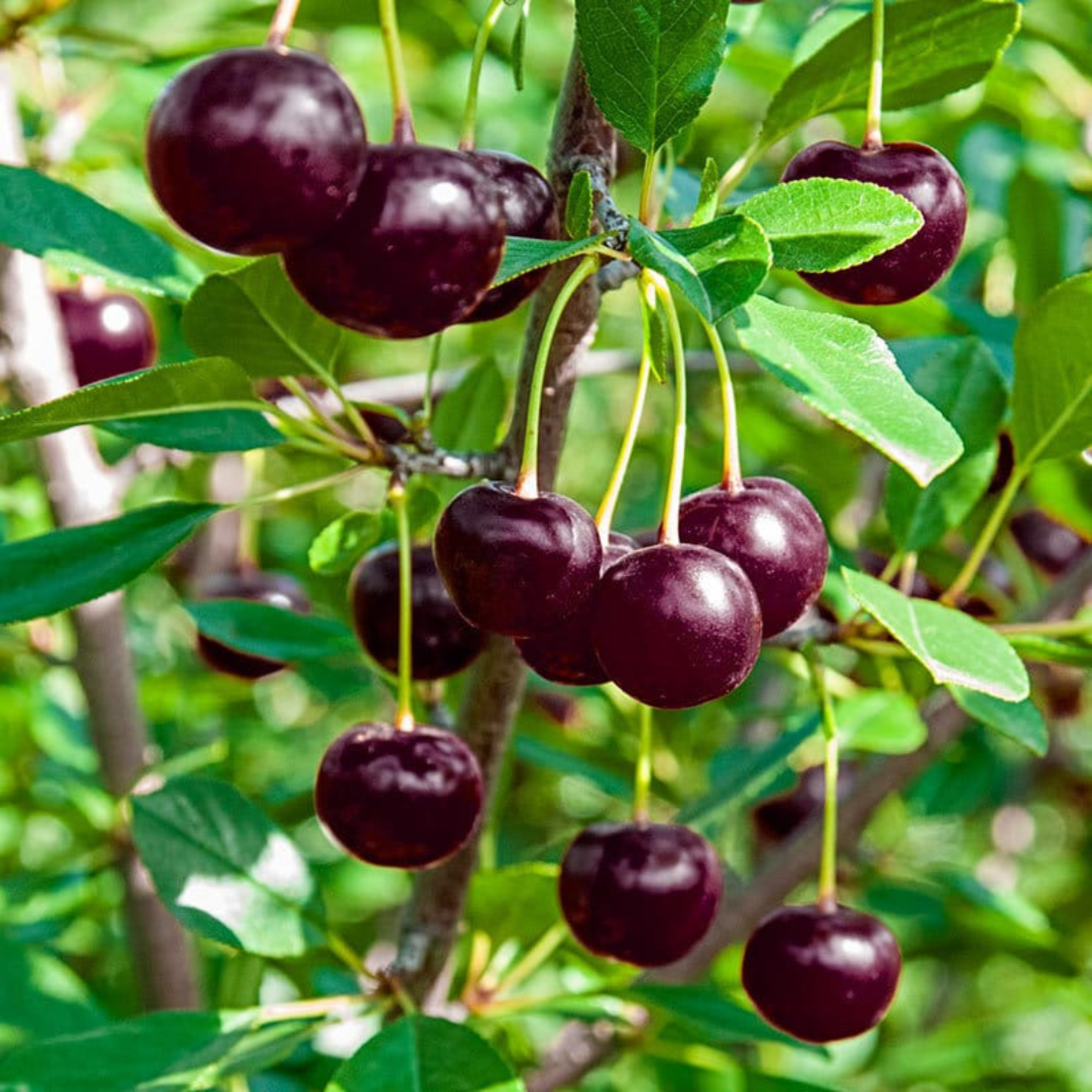 Ripe cherries on a tree branch with green leaves