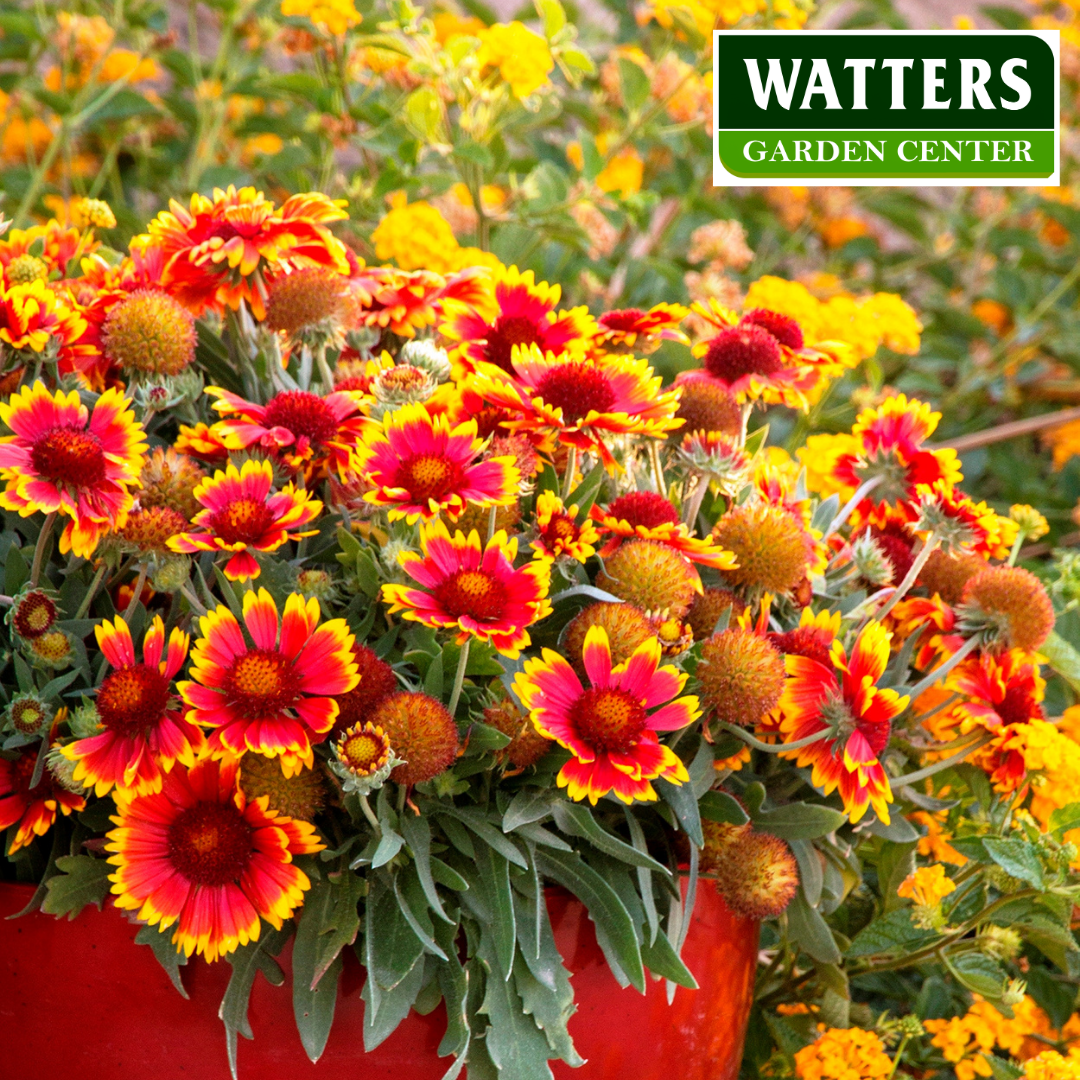 ASSORTED GAILLARDIA 1gal