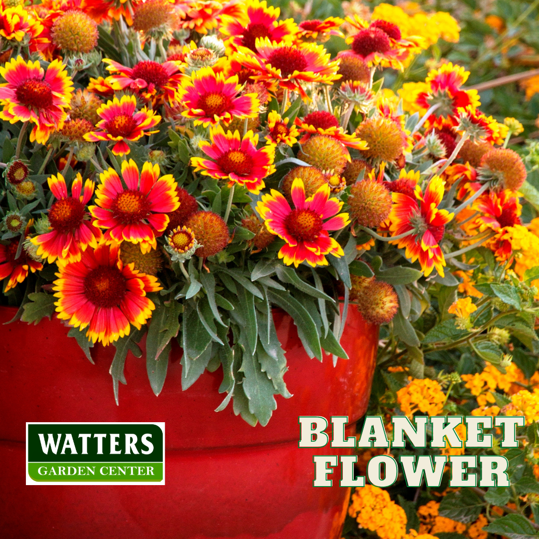 ASSORTED GAILLARDIA 1gal