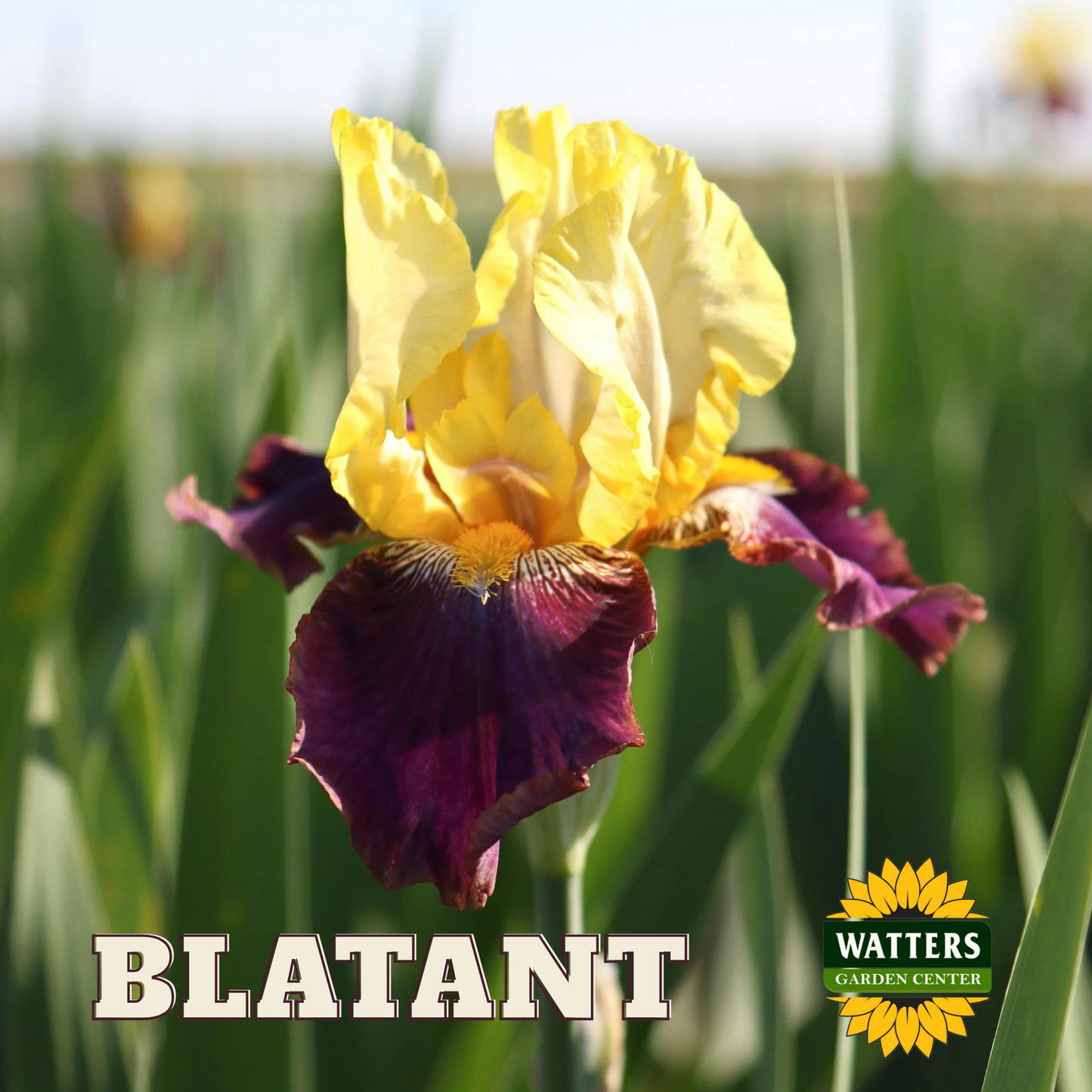 Blatant Bearded Iris - Reblooming