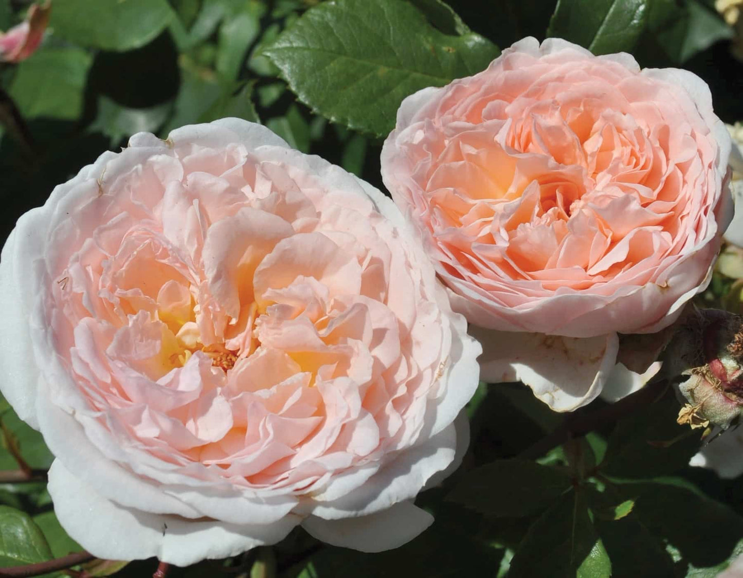 PARFUMA BLISS ROSE 5gal