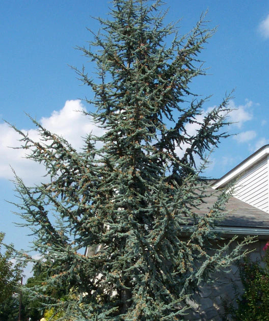BLUE ATLAS CEDAR 7gal