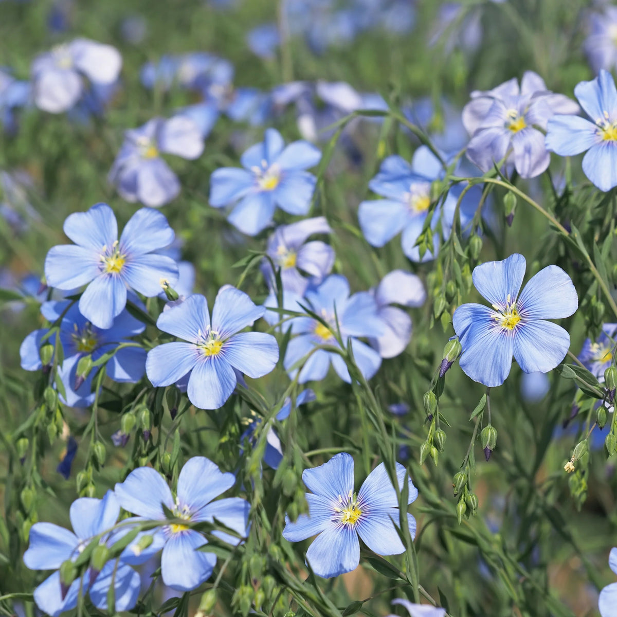 BLUE FLAX 1gal
