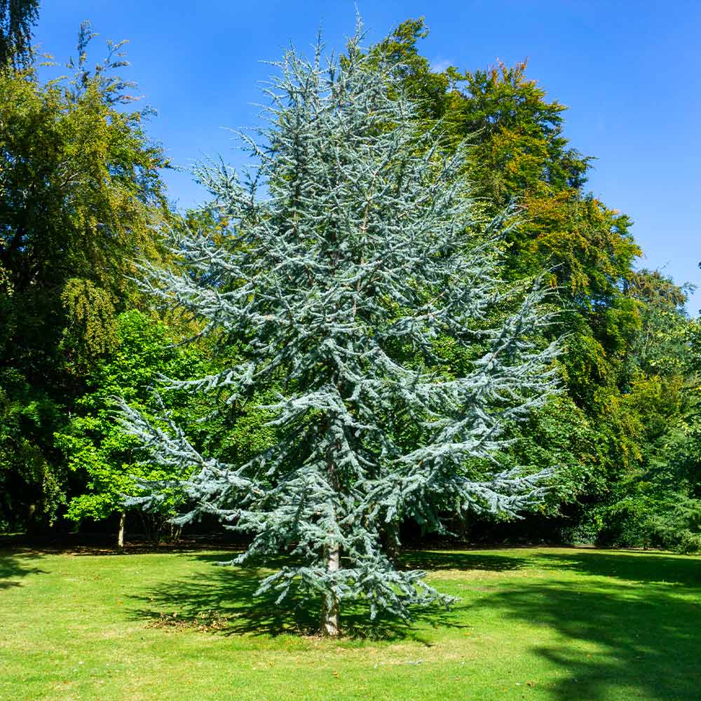 BLUE ATLAS CEDAR 7gal