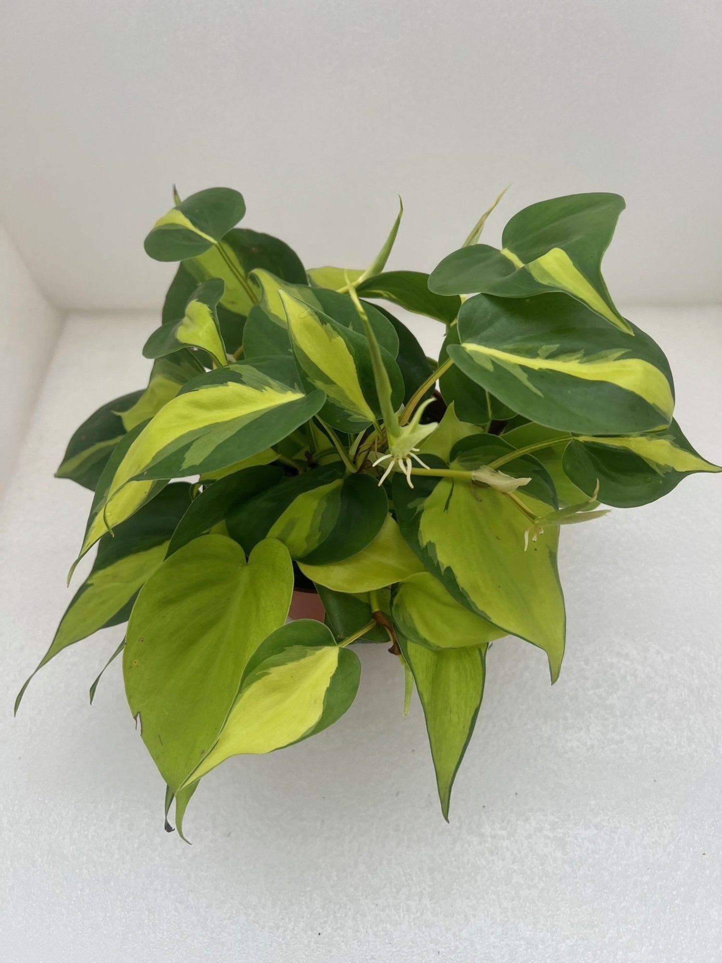 CORDATUM PHILODENDRON 6in