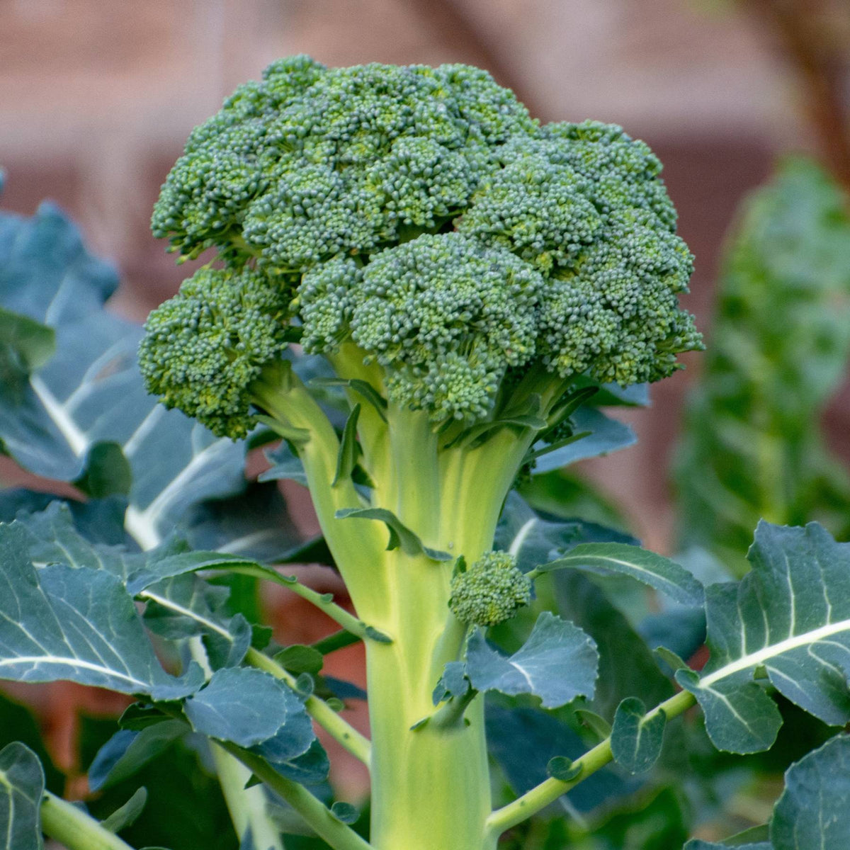ASSORTED BROCCOLI 6pk