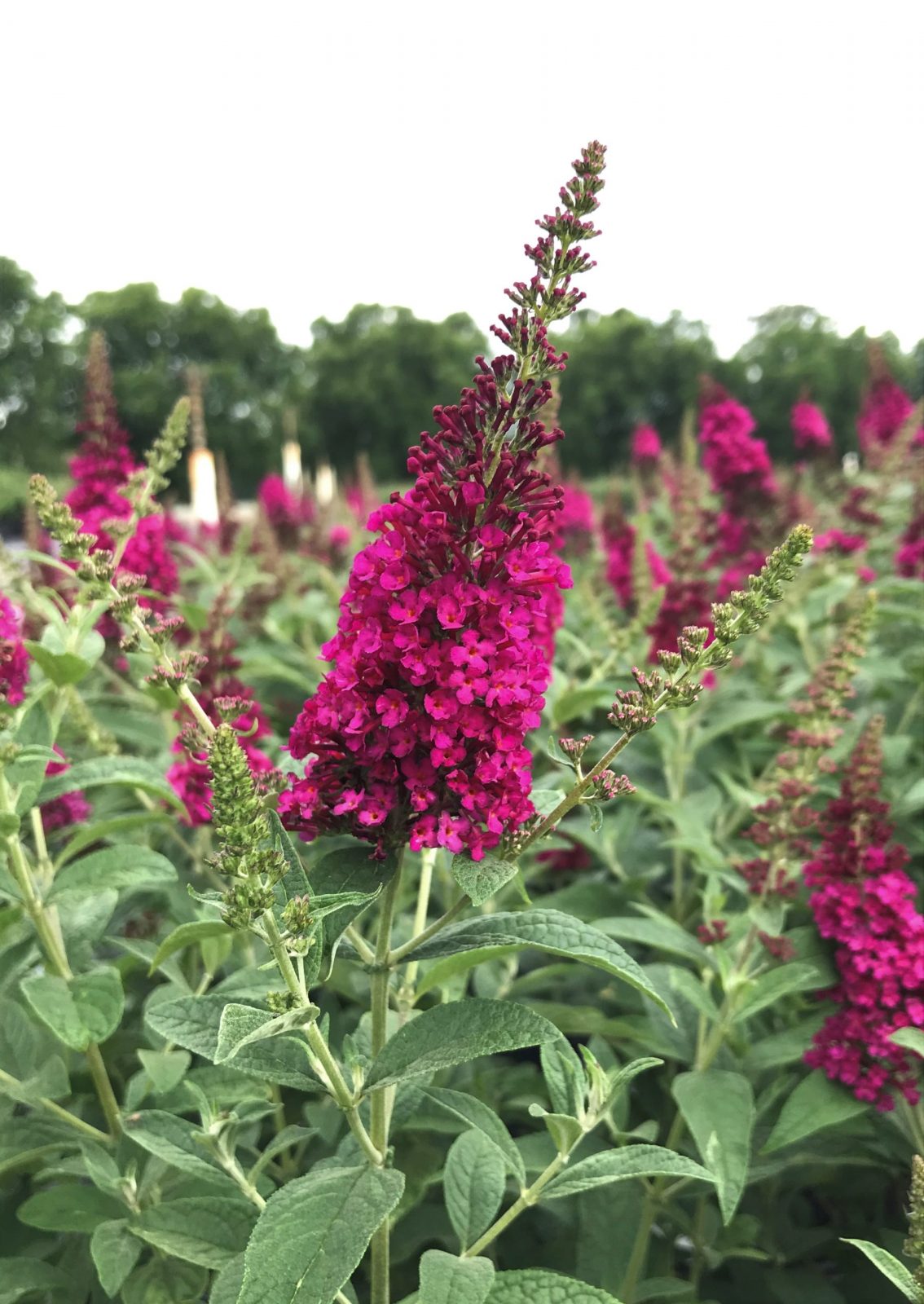 MISS MOLLY BUTTERFLY BUSH 3 gal