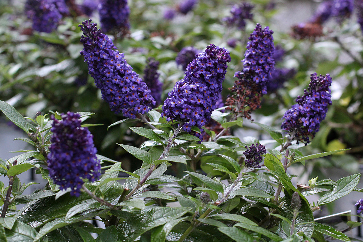 PUGSTER BLUE BUTTERFLY BUSH 3gal
