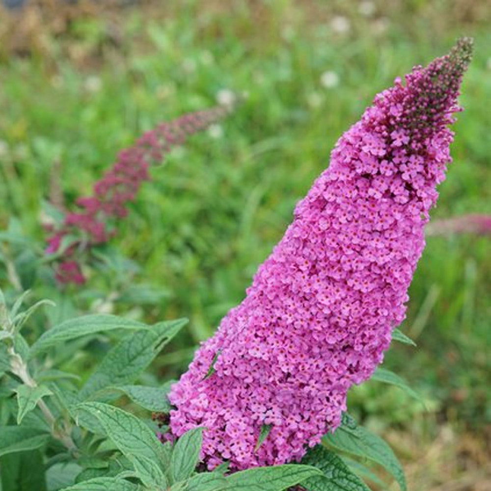 PUGSTER PINKER BUTTERFLY BUSH 3gal