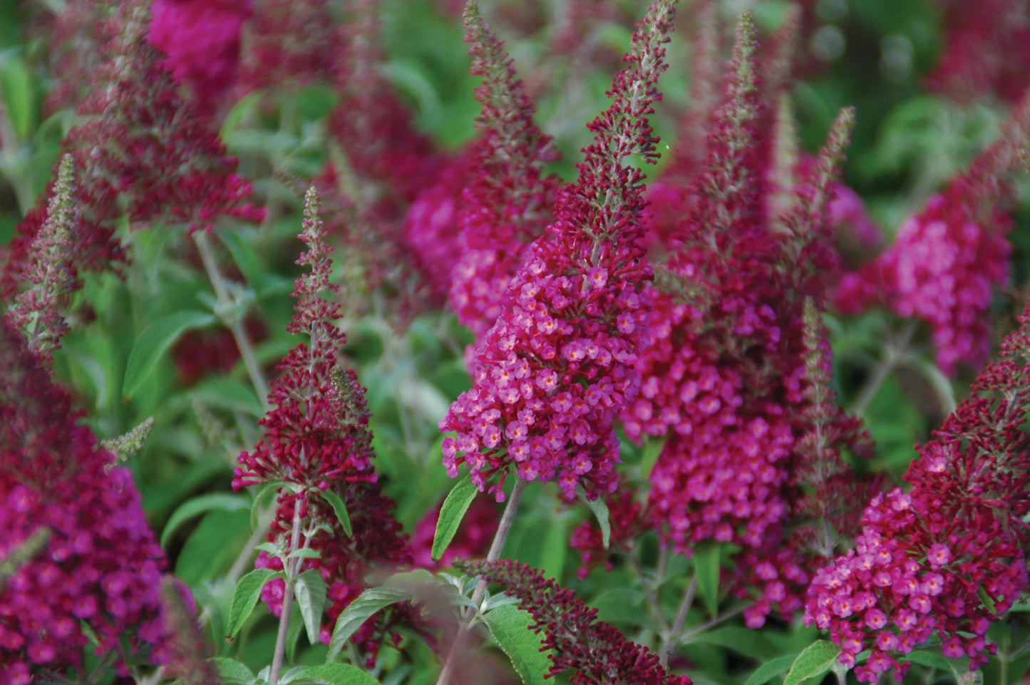 CRANRAZZ BUTTERFLY BUSH 1gal