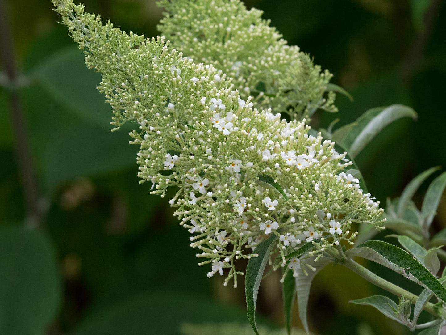 NANHO ALBA BUTTERFLY BUSH 5 gal