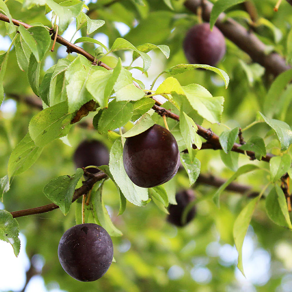 ELEPHANT HEART PLUM TREE 7gal