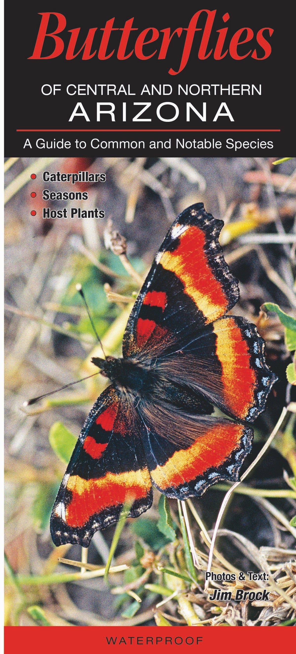 Butterflies of Central and Northern AZ