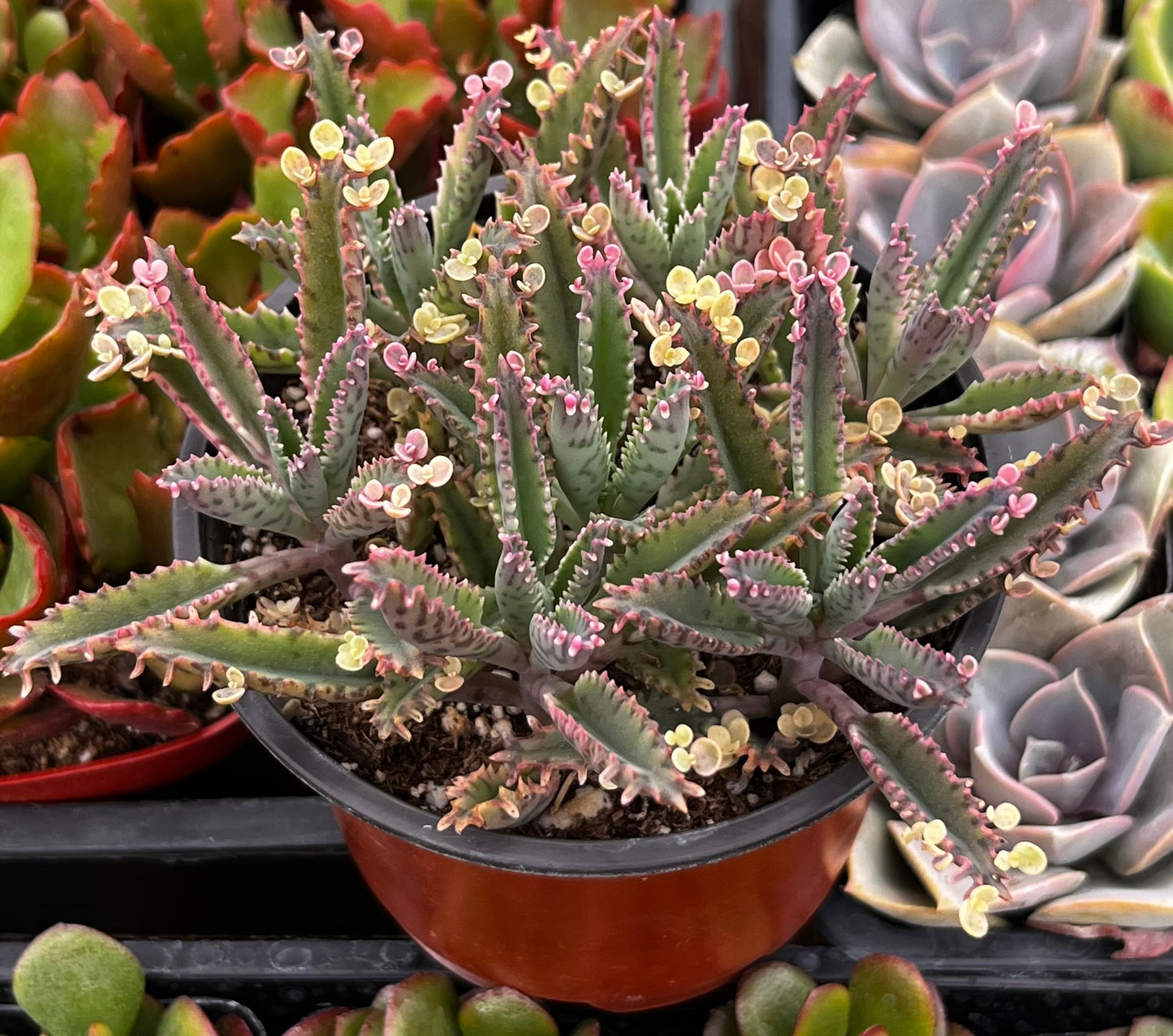Mother of Millions