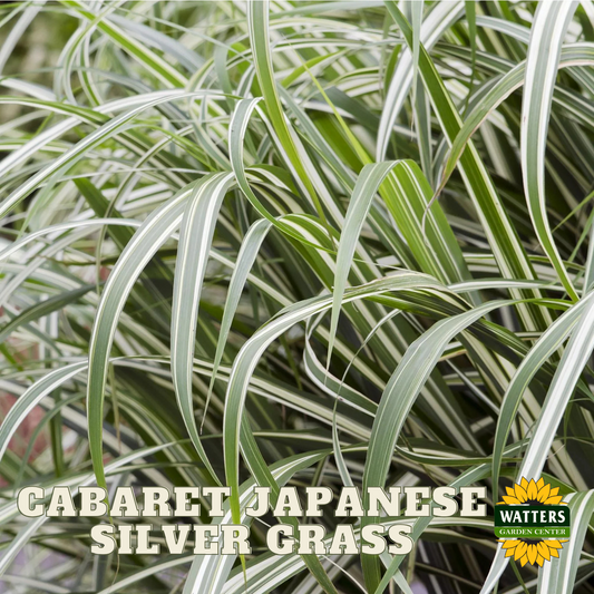 CABARET JAPANESE SILVER GRASS 2gal
