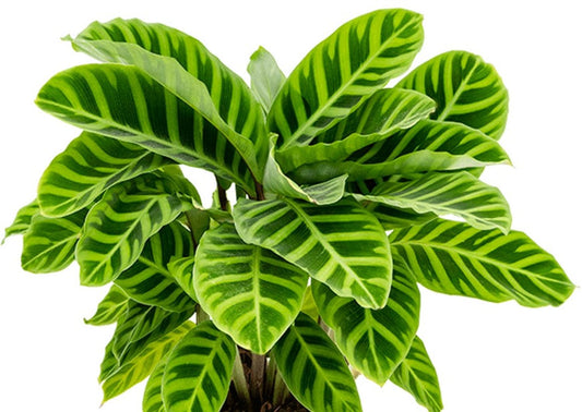 CALATHEA 'ZEBRINA' 4IN