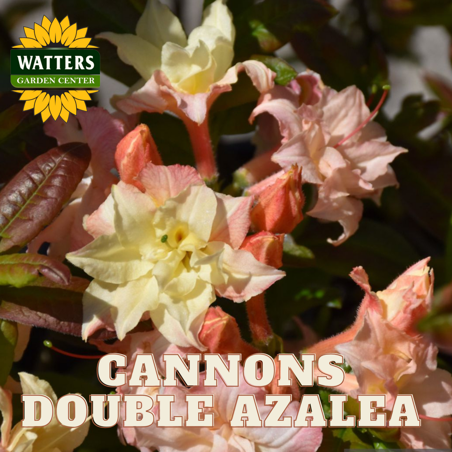 CANNONS DOUBLE AZALEA 3gal