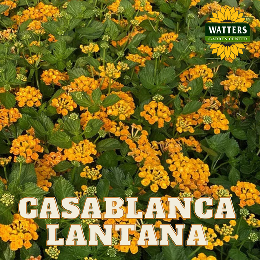 CASABLANCA LANTANA 1gal