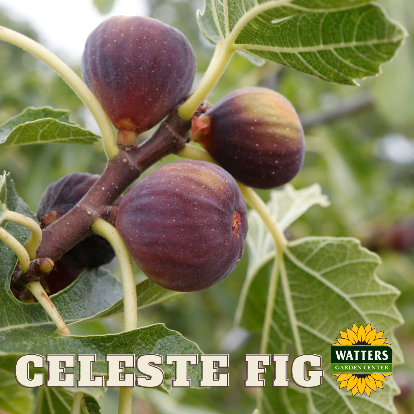 CELESTE FIG 5gal