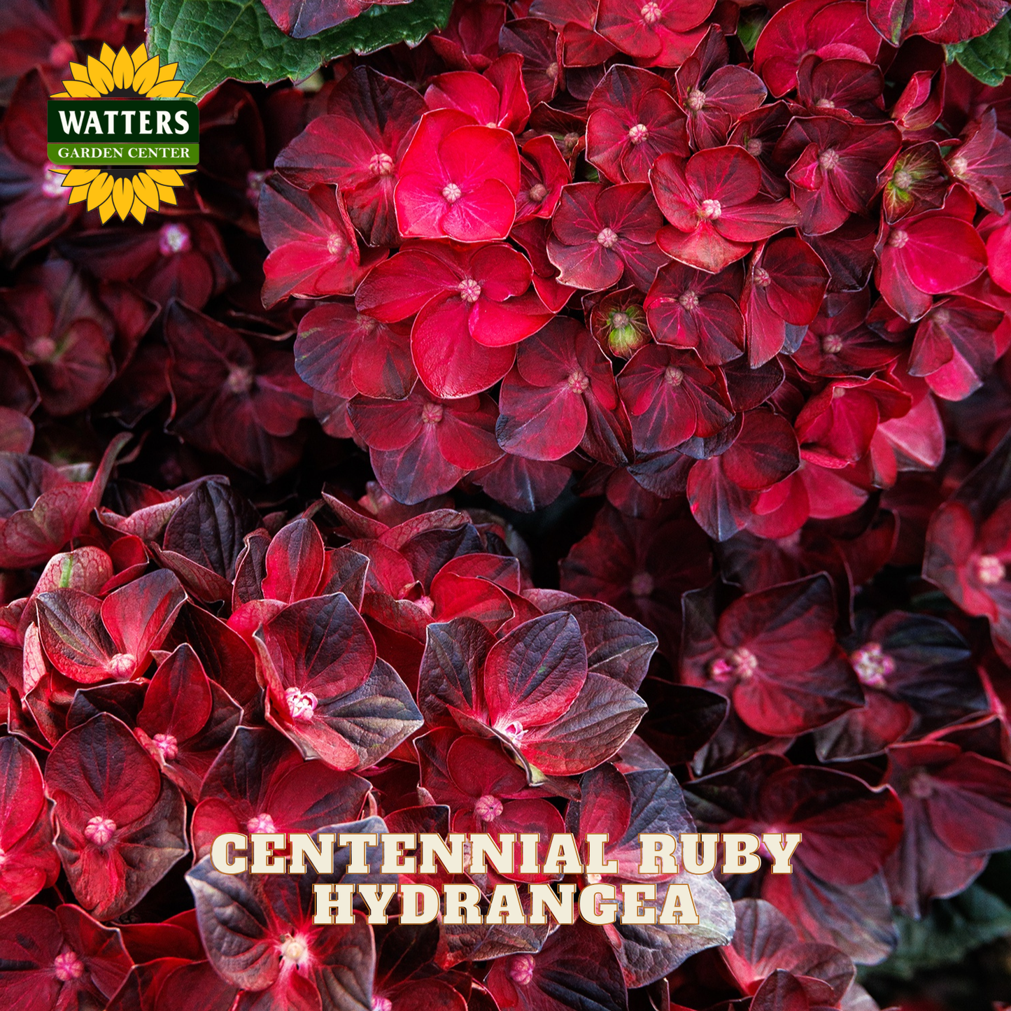 CENTENNIAL RUBY HYDRANGEA 2gal