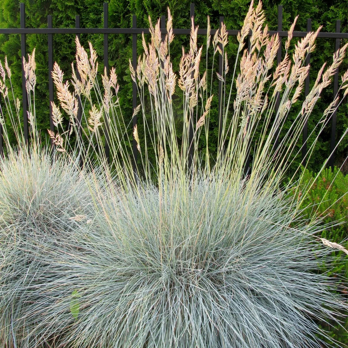 BLUE FESCUE 1 GAL