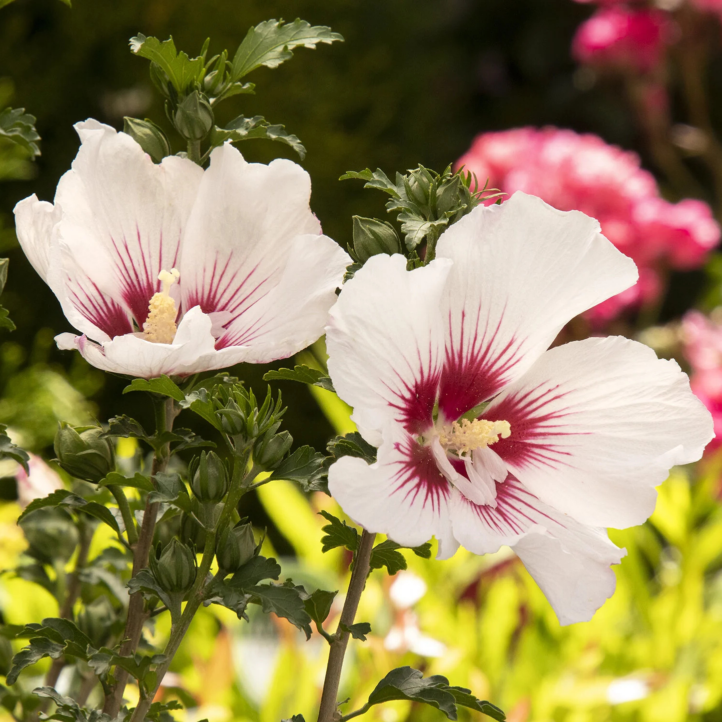 White flowers with red centers in a garden setting