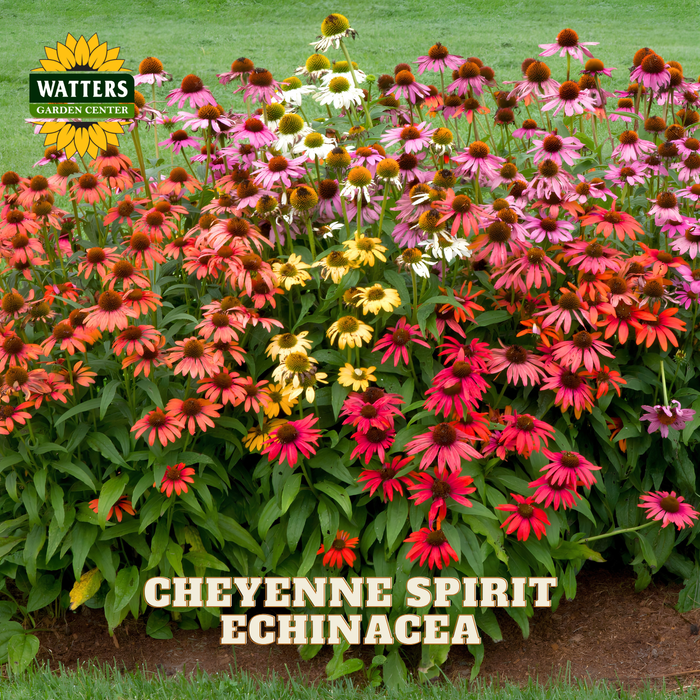 A dense garden bed of Cheyenne Spirit echinacea flowers in shades of red, pink, orange, yellow, and white, with green foliage and a Watters Garden Center logo in the top left corner.