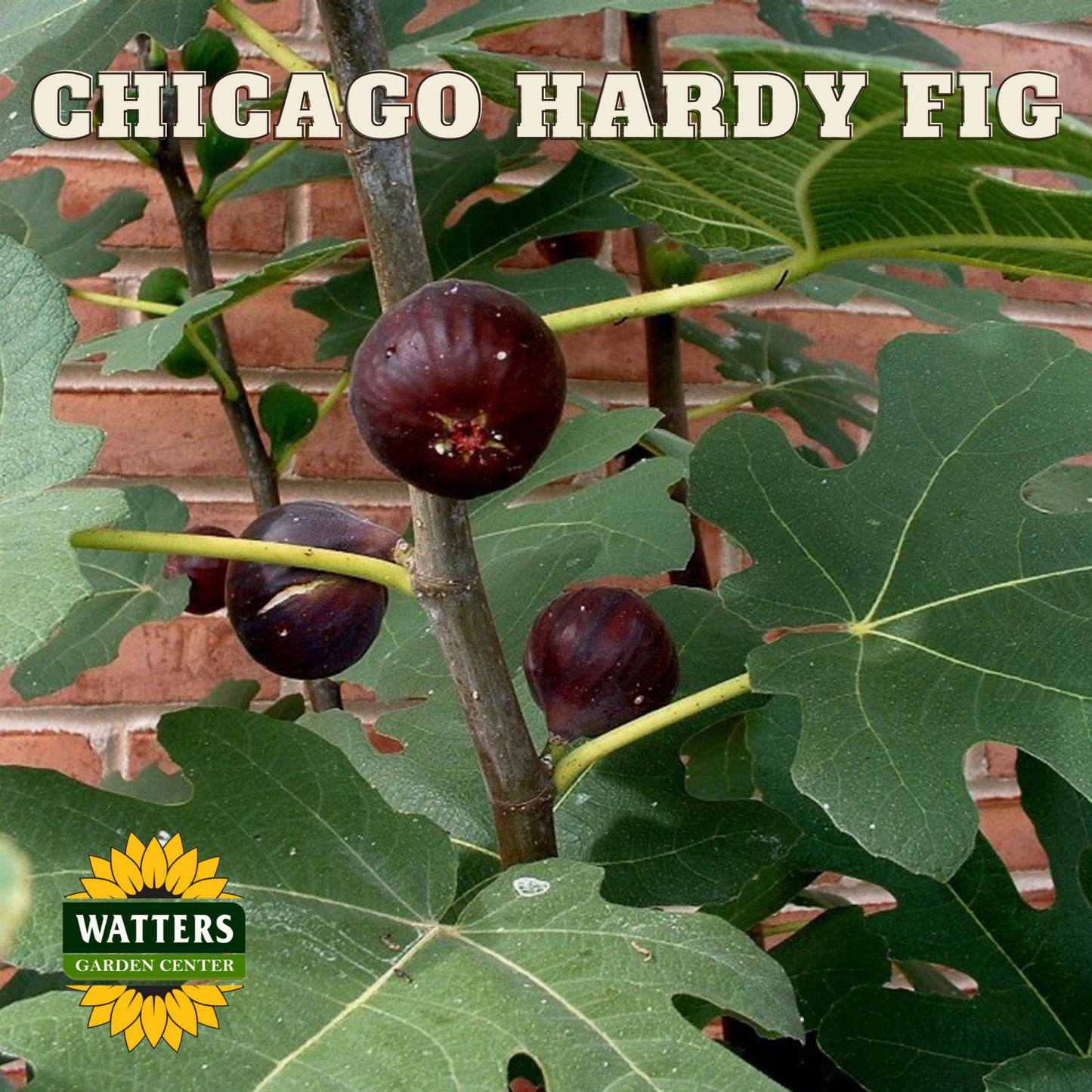 CHICAGO HARDY FIG 5gal