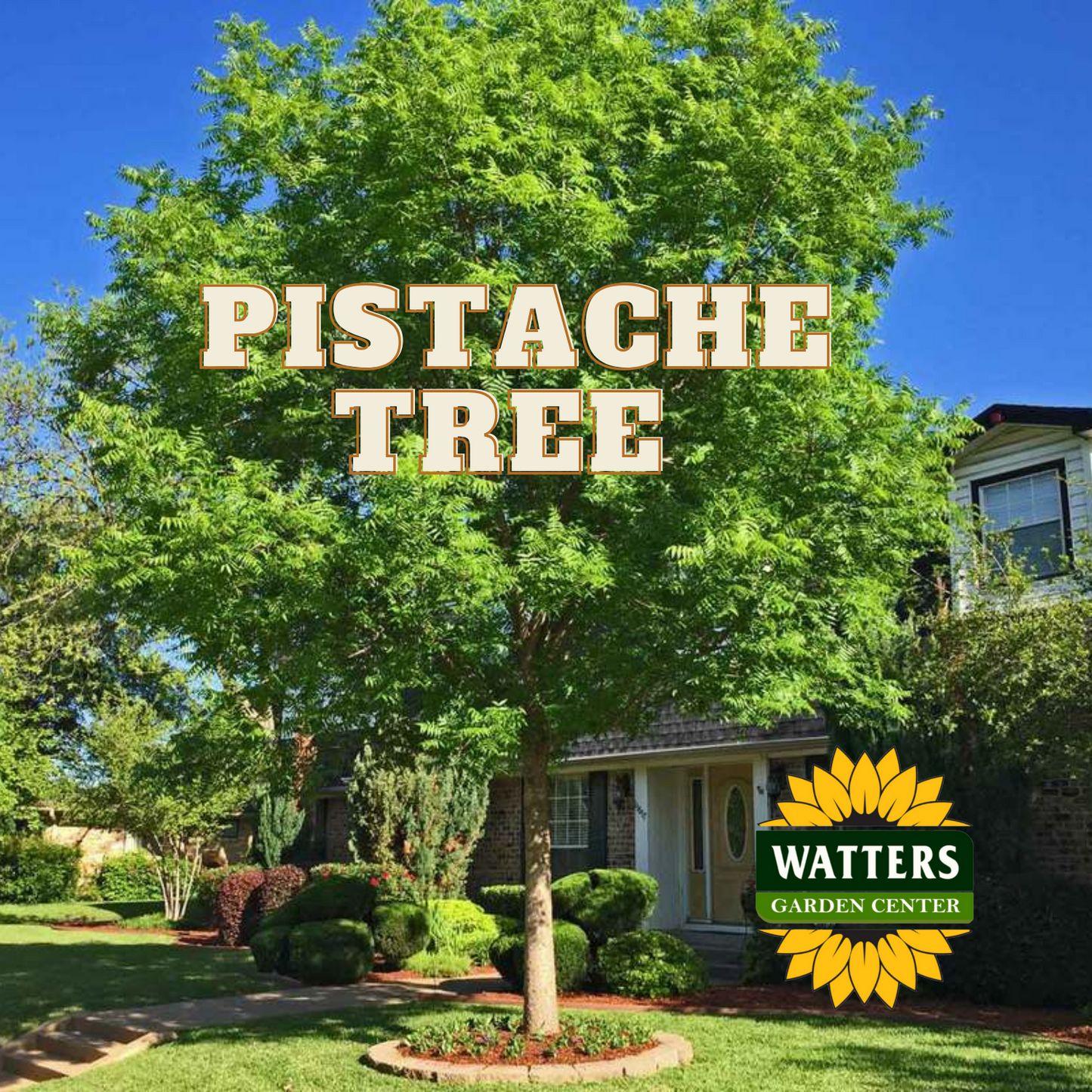 PISTACHE CHINESE TREE 5gal
