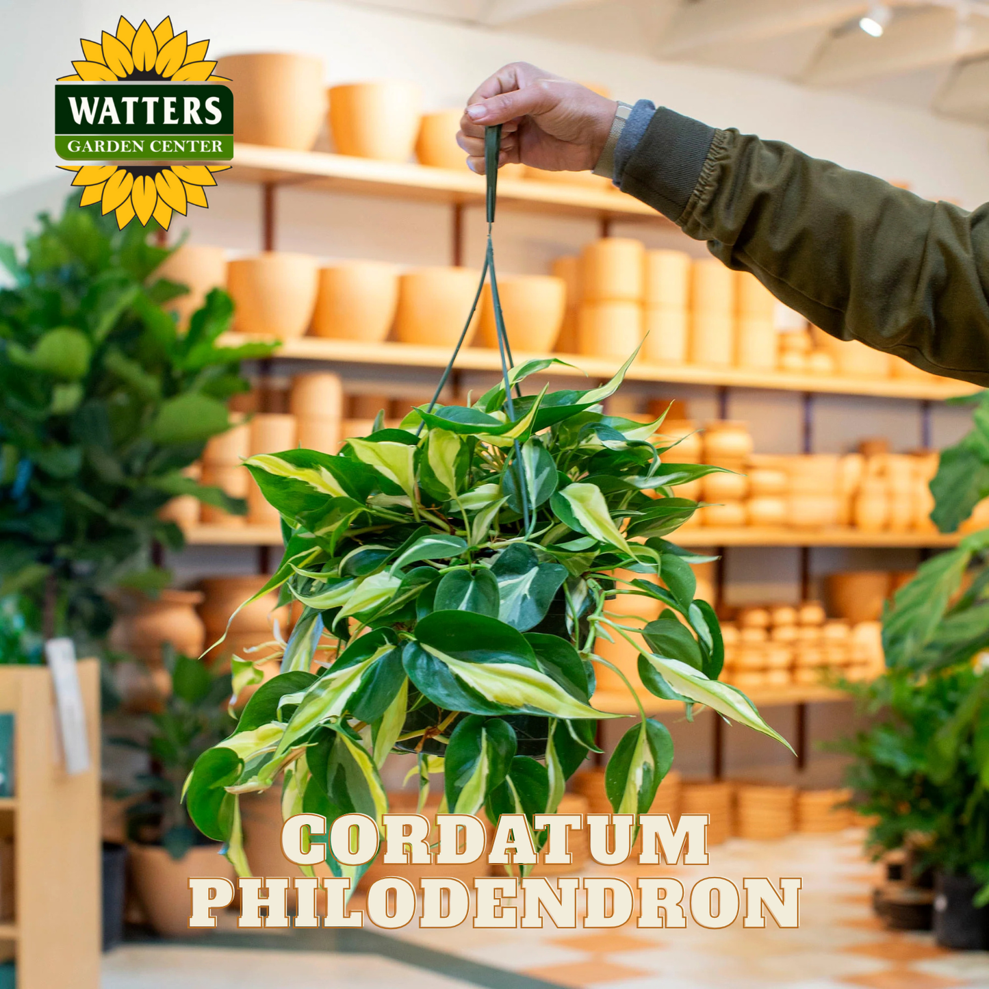 Person holding a hanging plant with Watters Garden Center branding in the background.
