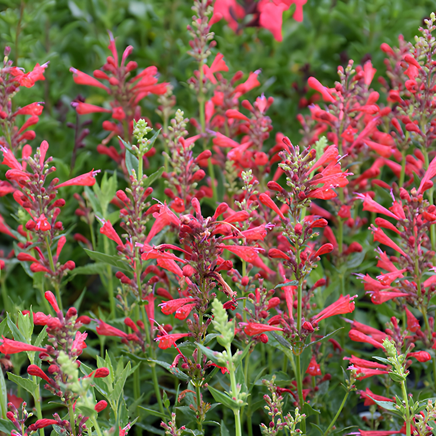 Close-up of red flowers with green leaves in a natural setting