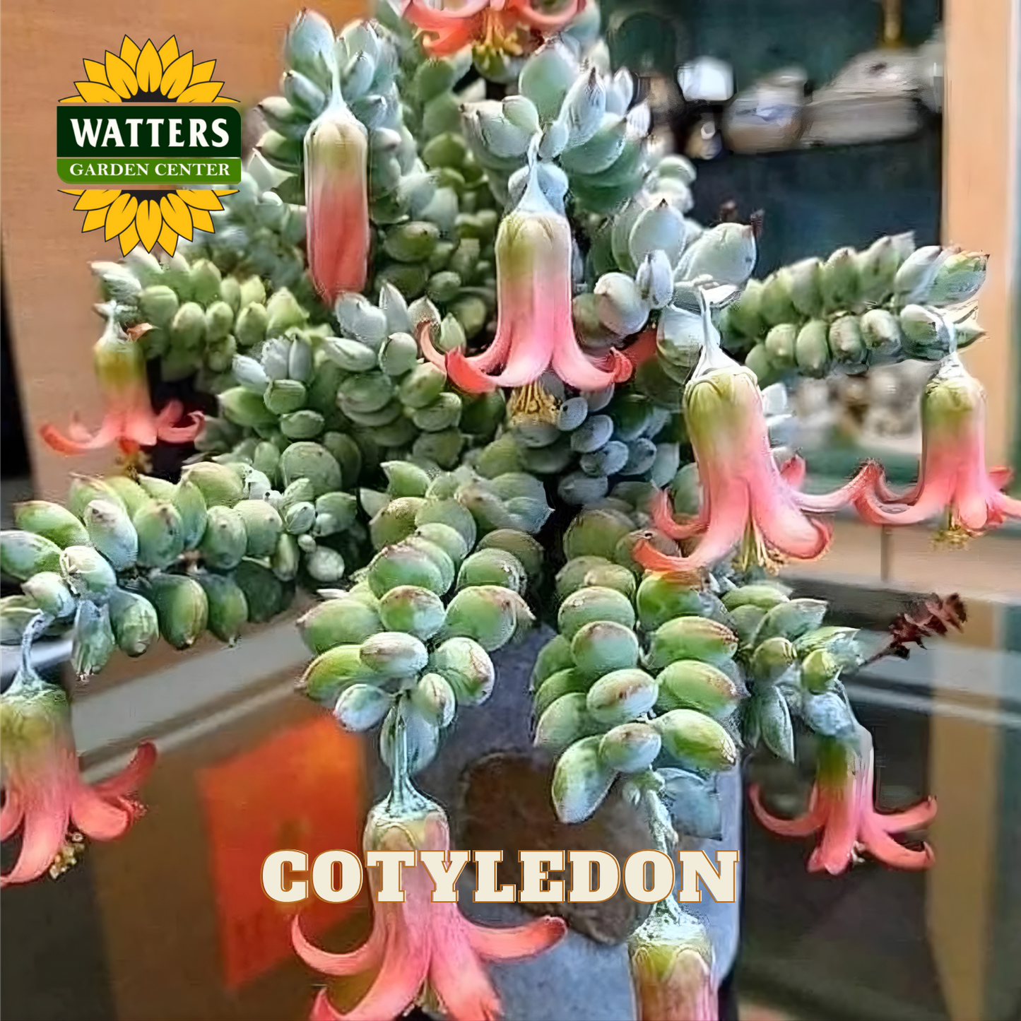 Cotyledon plant with pink flowers and Watters Garden Center logo.
