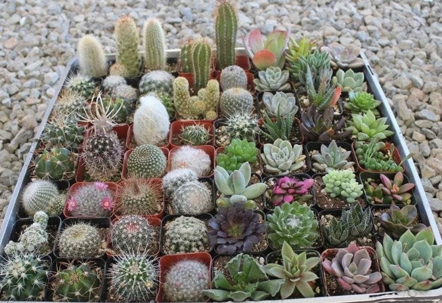 ASSORTED CACTUS 3in