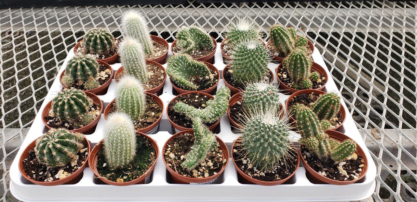ASSORTED CACTUS 3in