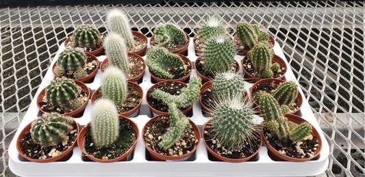 ASSORTED CACTUS 3in