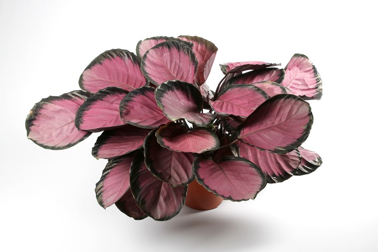 MYSTY RED CALATHEA 6in