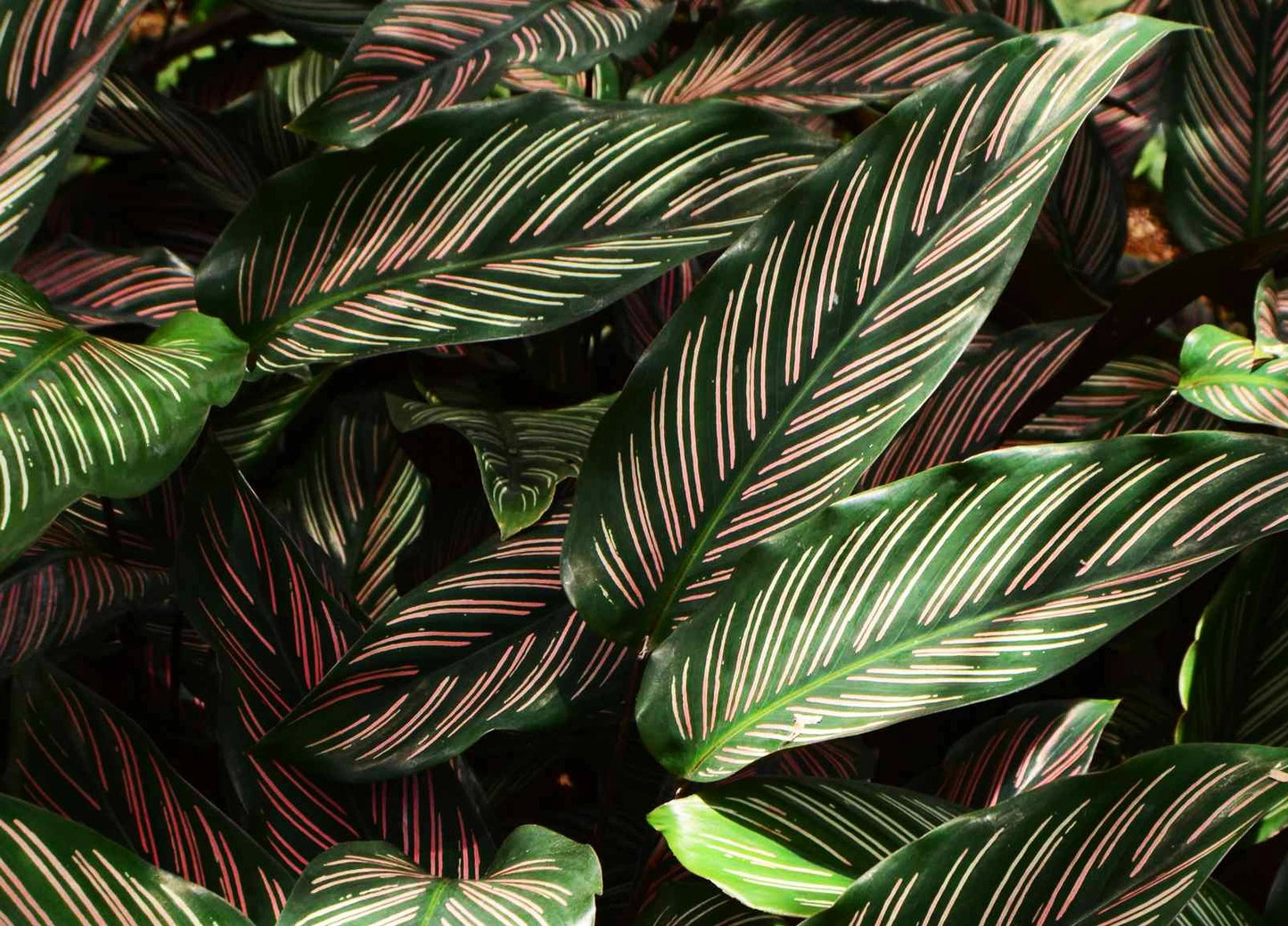 BEAUTY STAR CALATHEA 6in