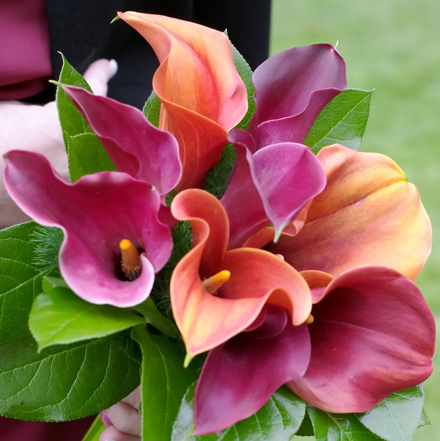 calla lily plants for sale Calla