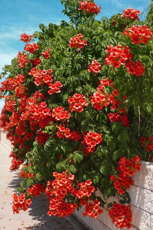 BALBOA SUNSET TRUMPET VINE 1gal