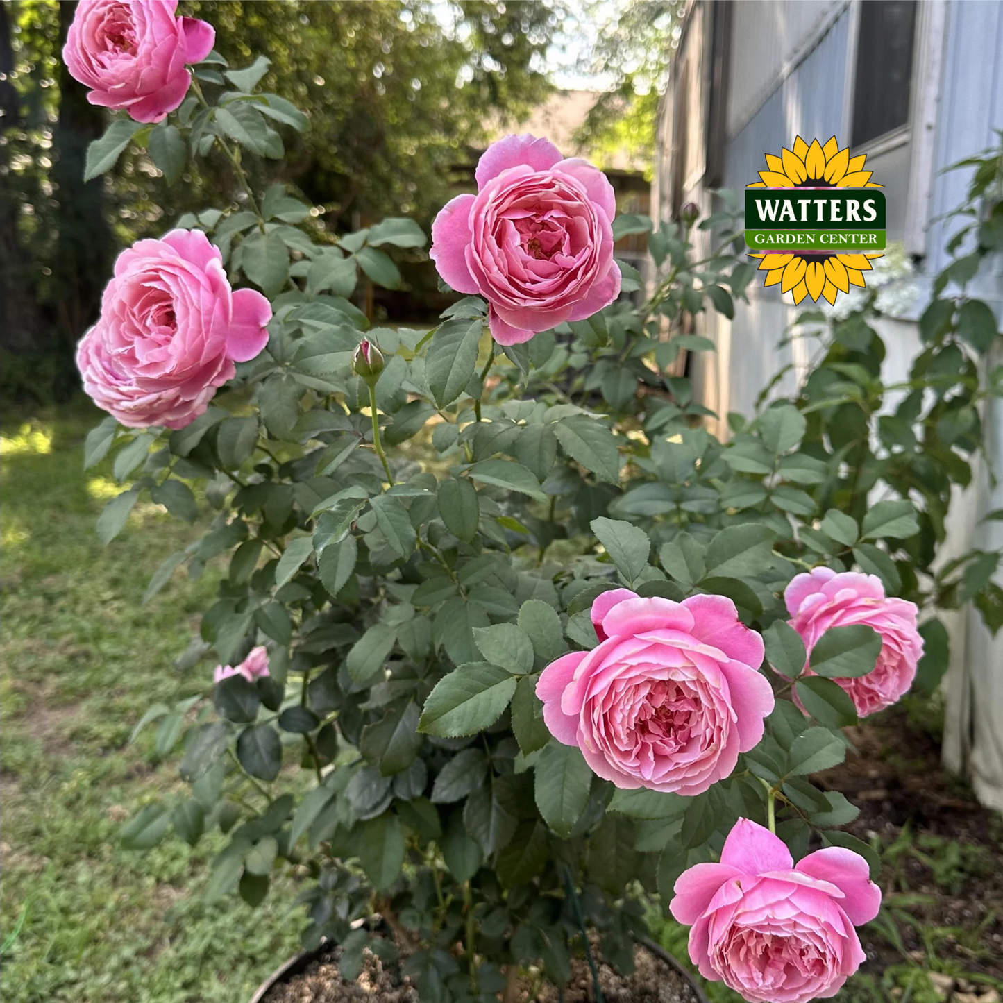 Cathedral Bells Rose