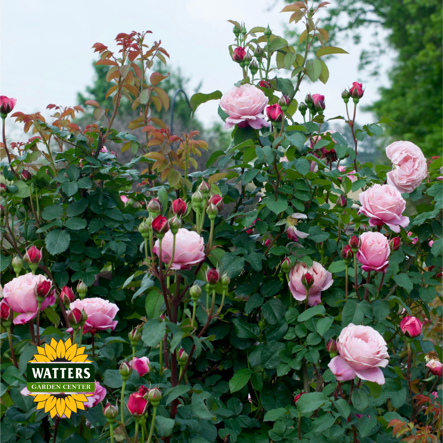 Cathedral Bells Rose