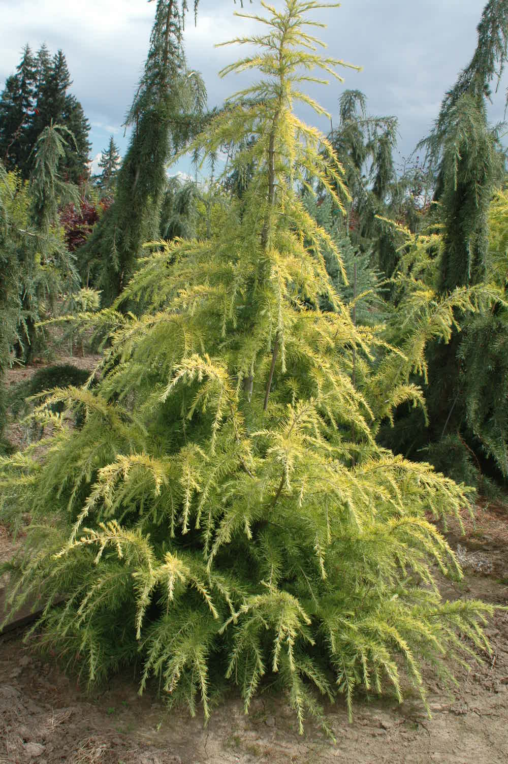 AUREA GOLD DEODAR CEDAR TREE 10gal
