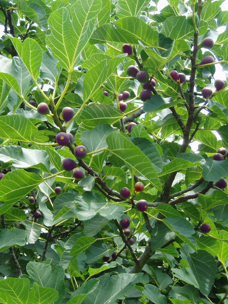 CELESTE FIG 5gal