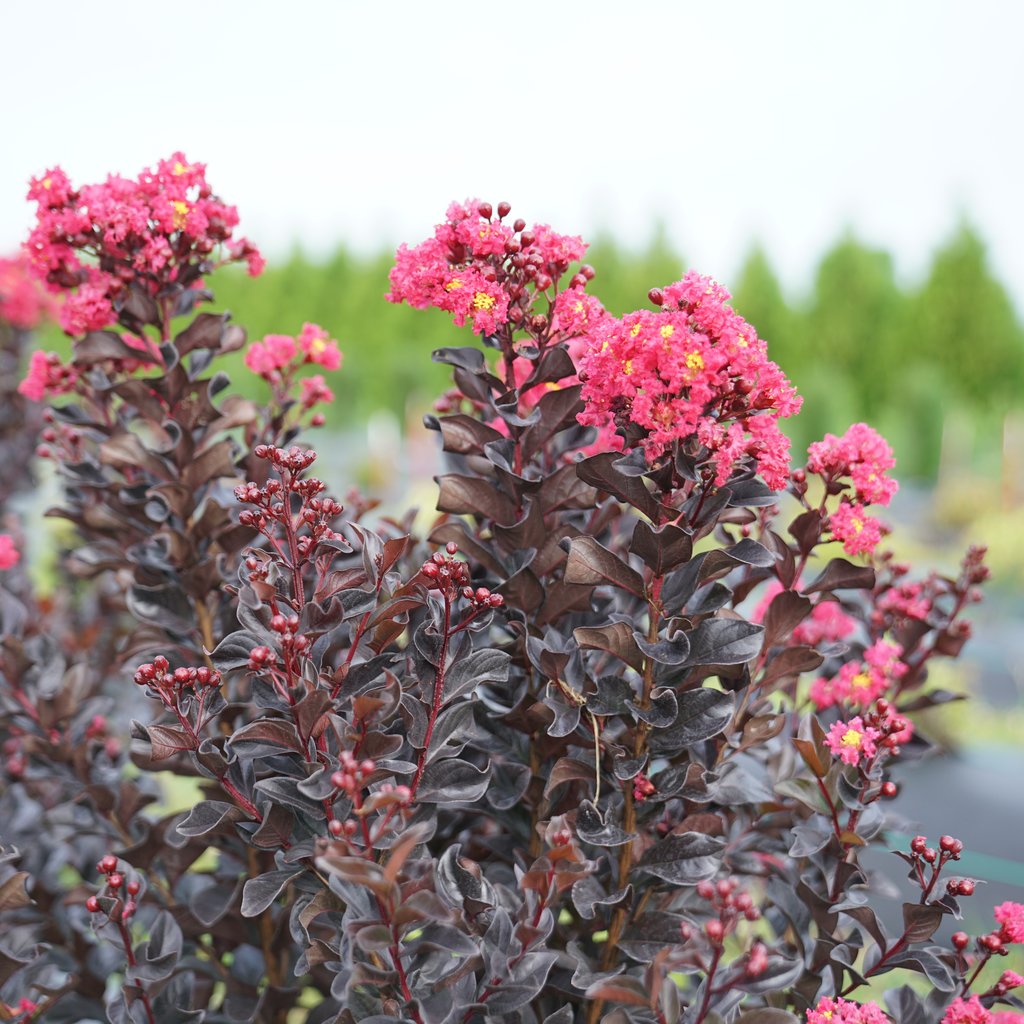 PINK SLUSH CRAPE MYRTLE 2gal