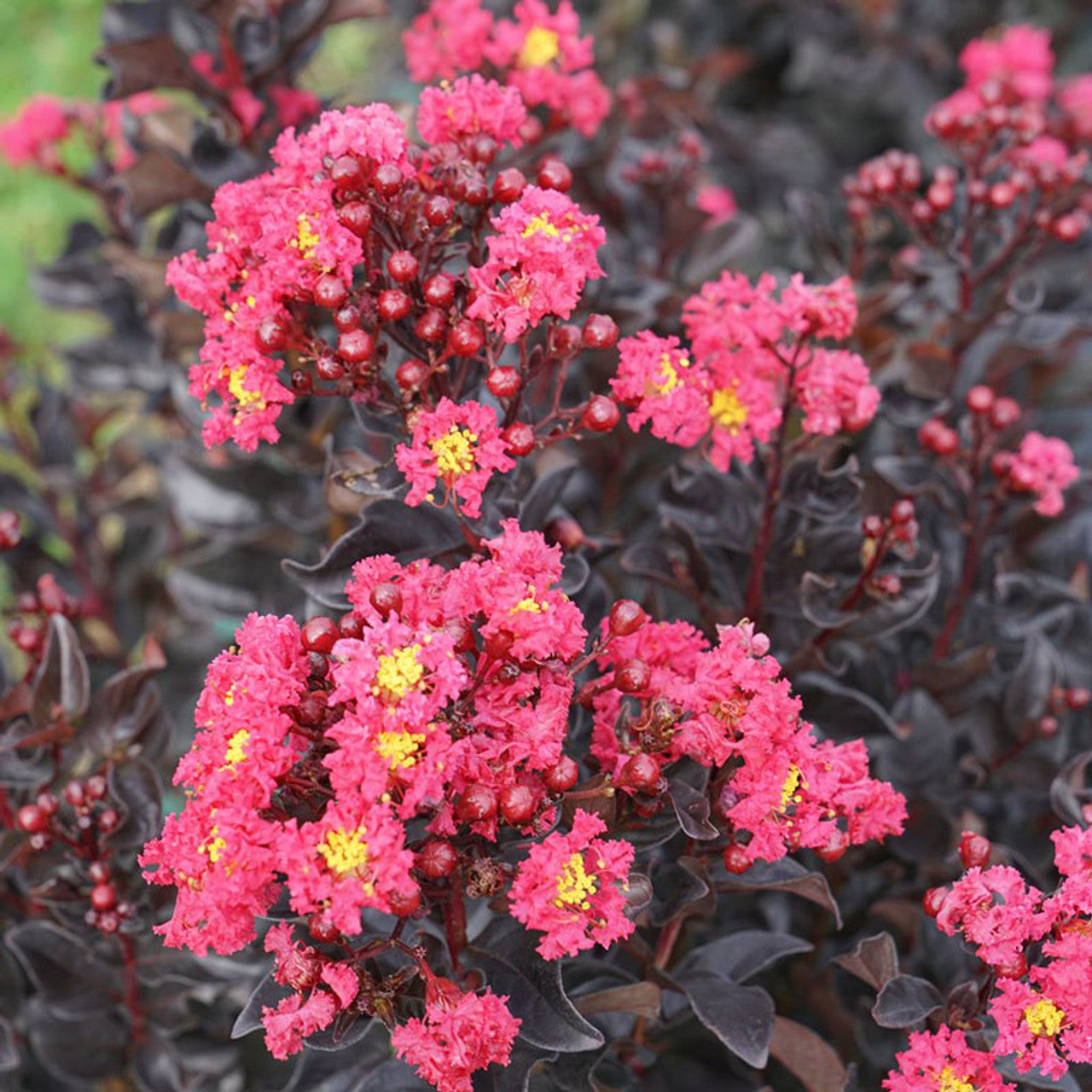 PINK SLUSH CRAPE MYRTLE 2gal